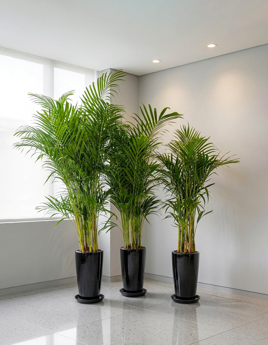 Areca Palm - Trio