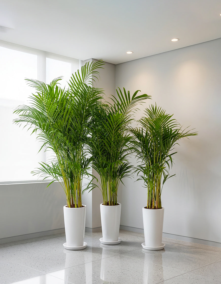 Areca Palm - Trio
