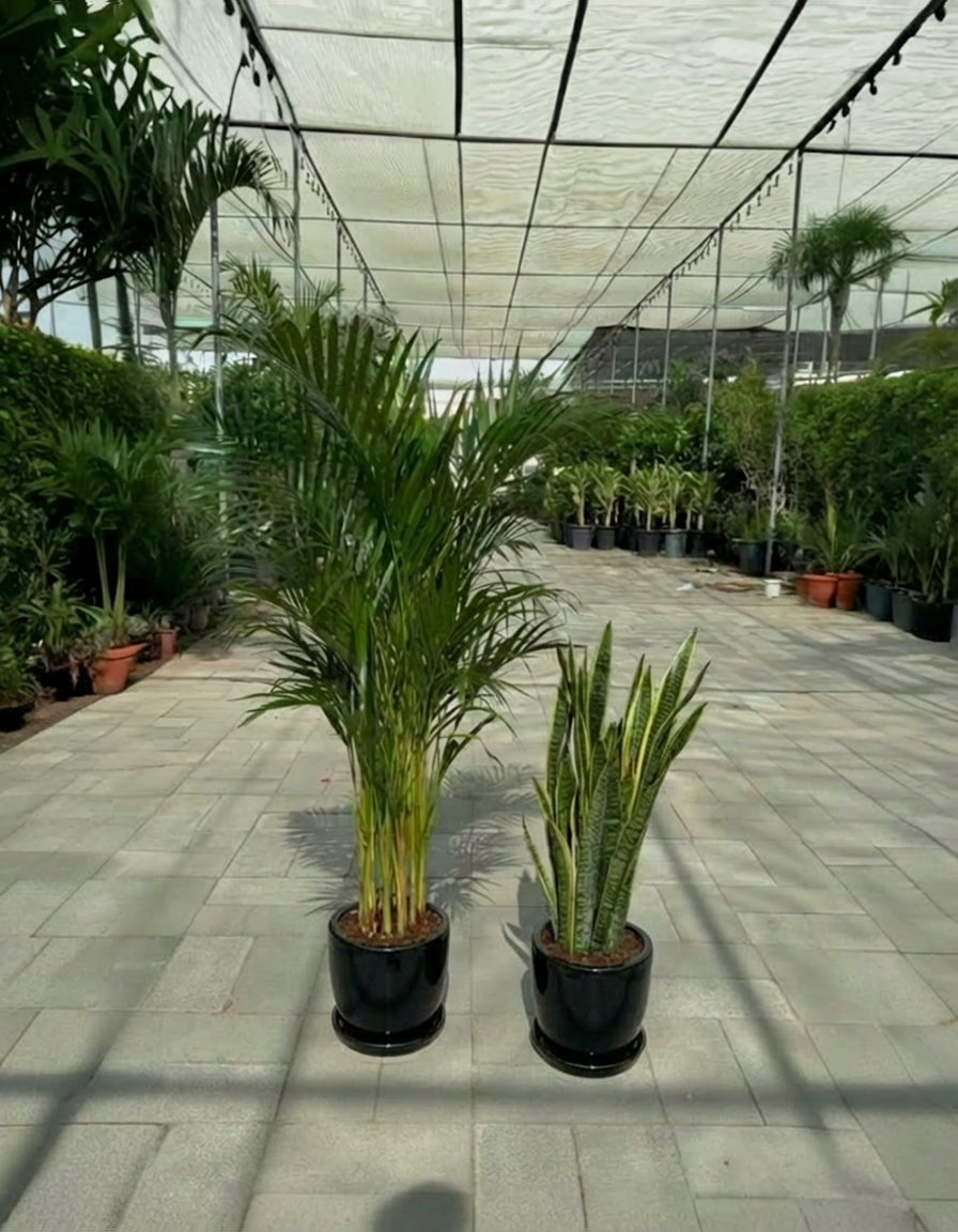 Areca & Snake - Promotion