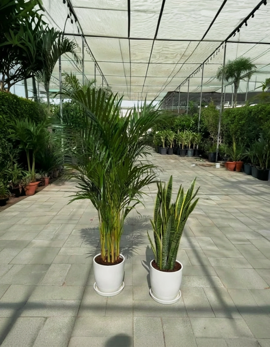 Areca & Snake - Promotion