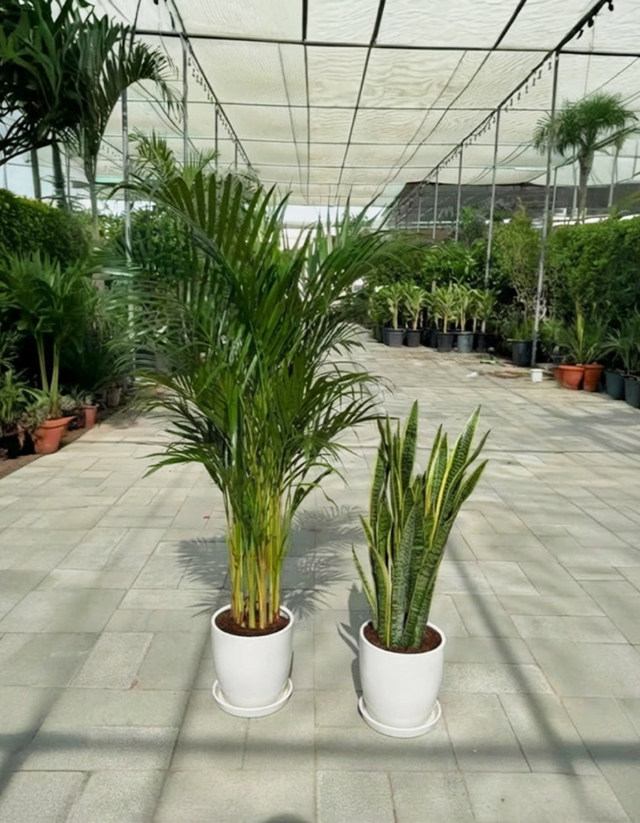 Areca & Snake