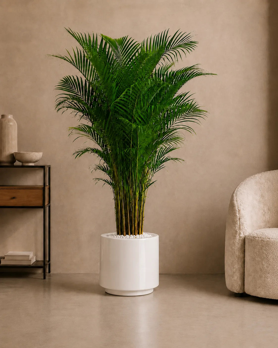 Areca Palm