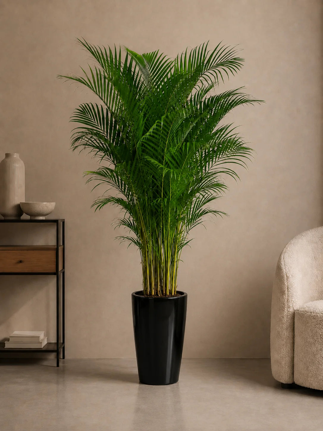Areca Palm