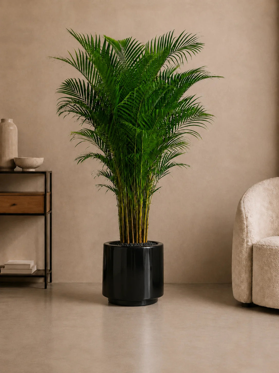 Areca Palm