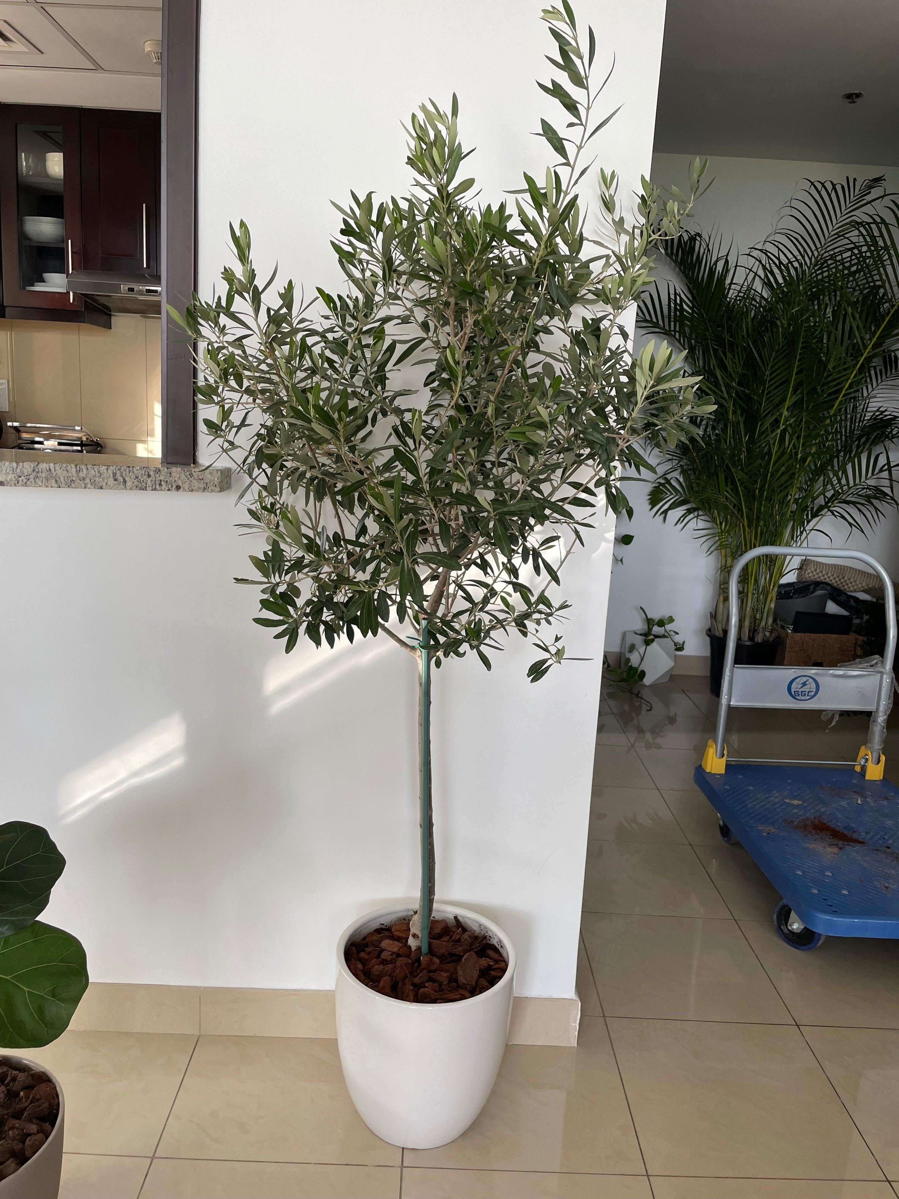 Olive Tree - Promotion