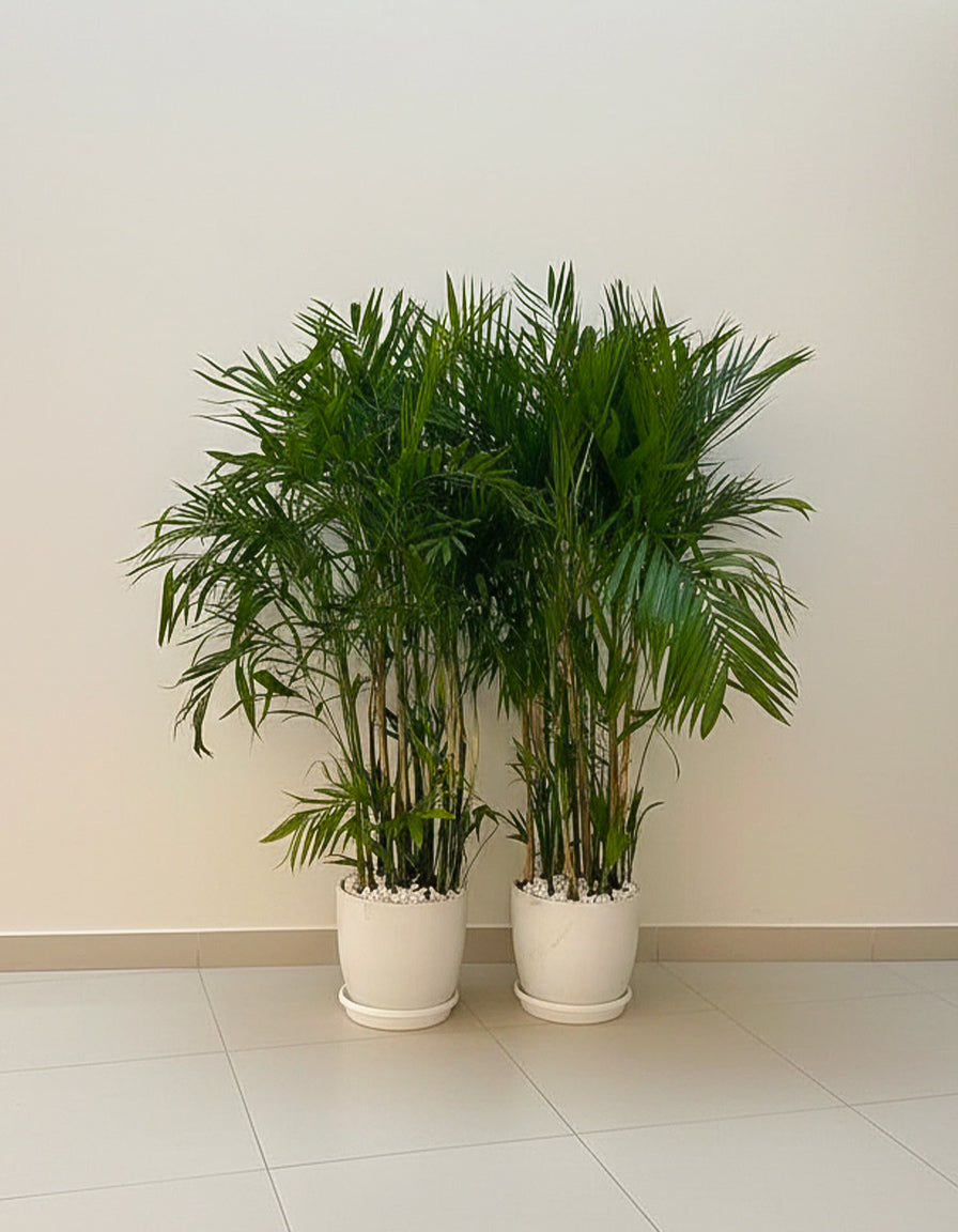 Bamboo Palm Bundle