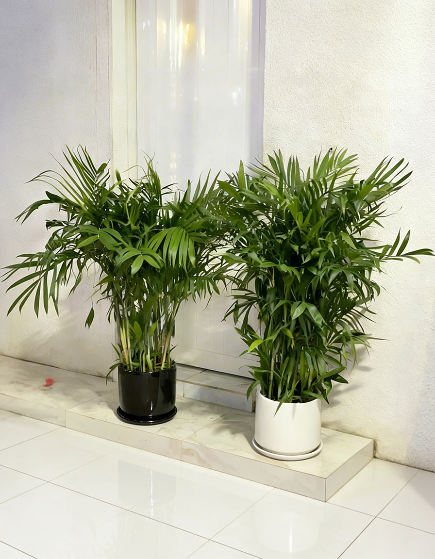 Bamboo Palm - EACH