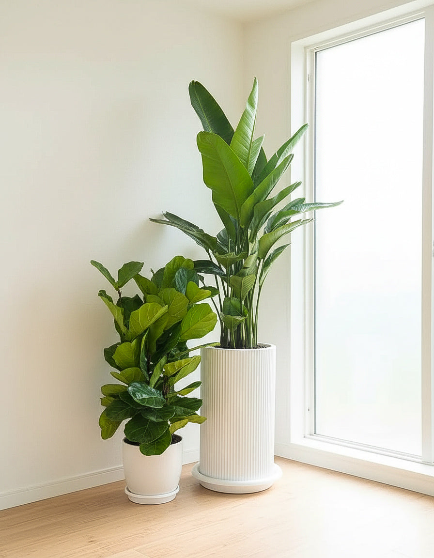 Bird of Paradise & Fiddle Plant Combo