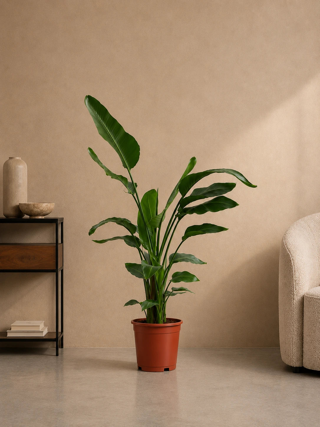 Bird of Paradise (Copy)