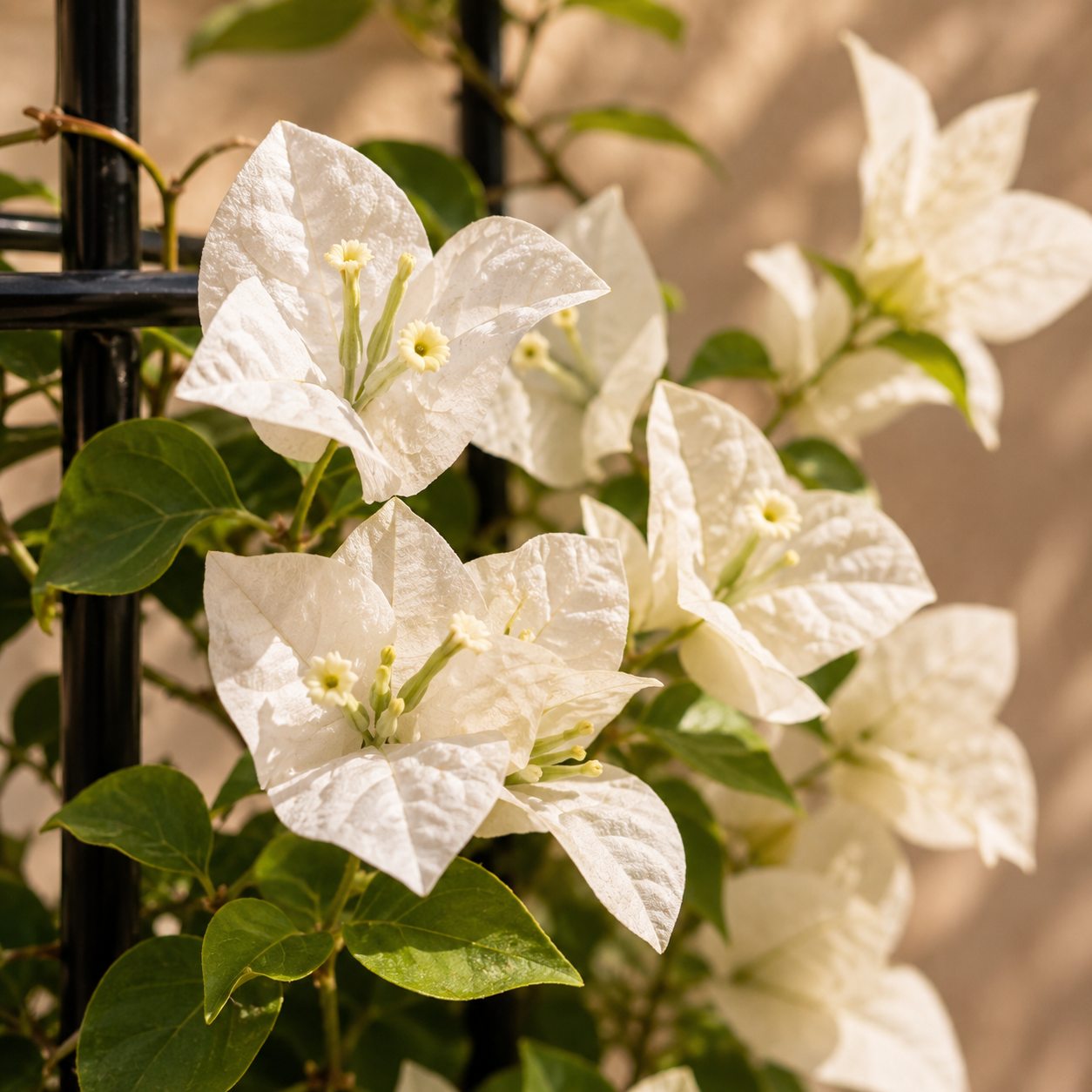 Bougainvillea Bundle of 4