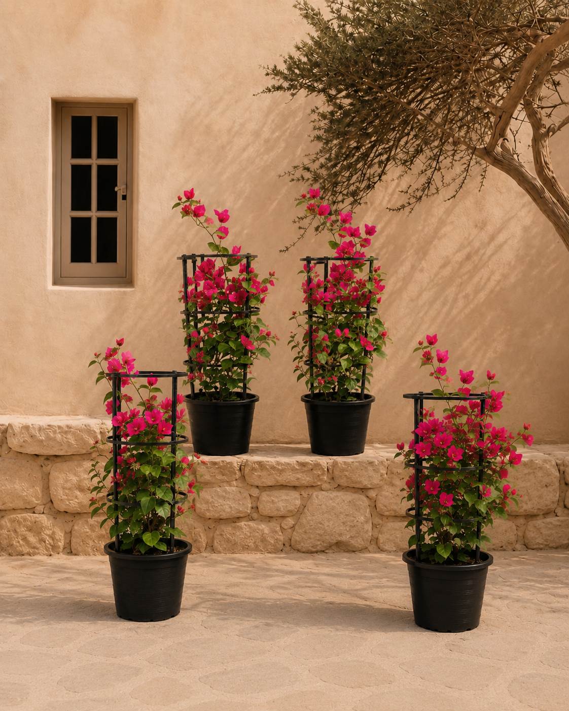 Bougainvillea Bundle of 4