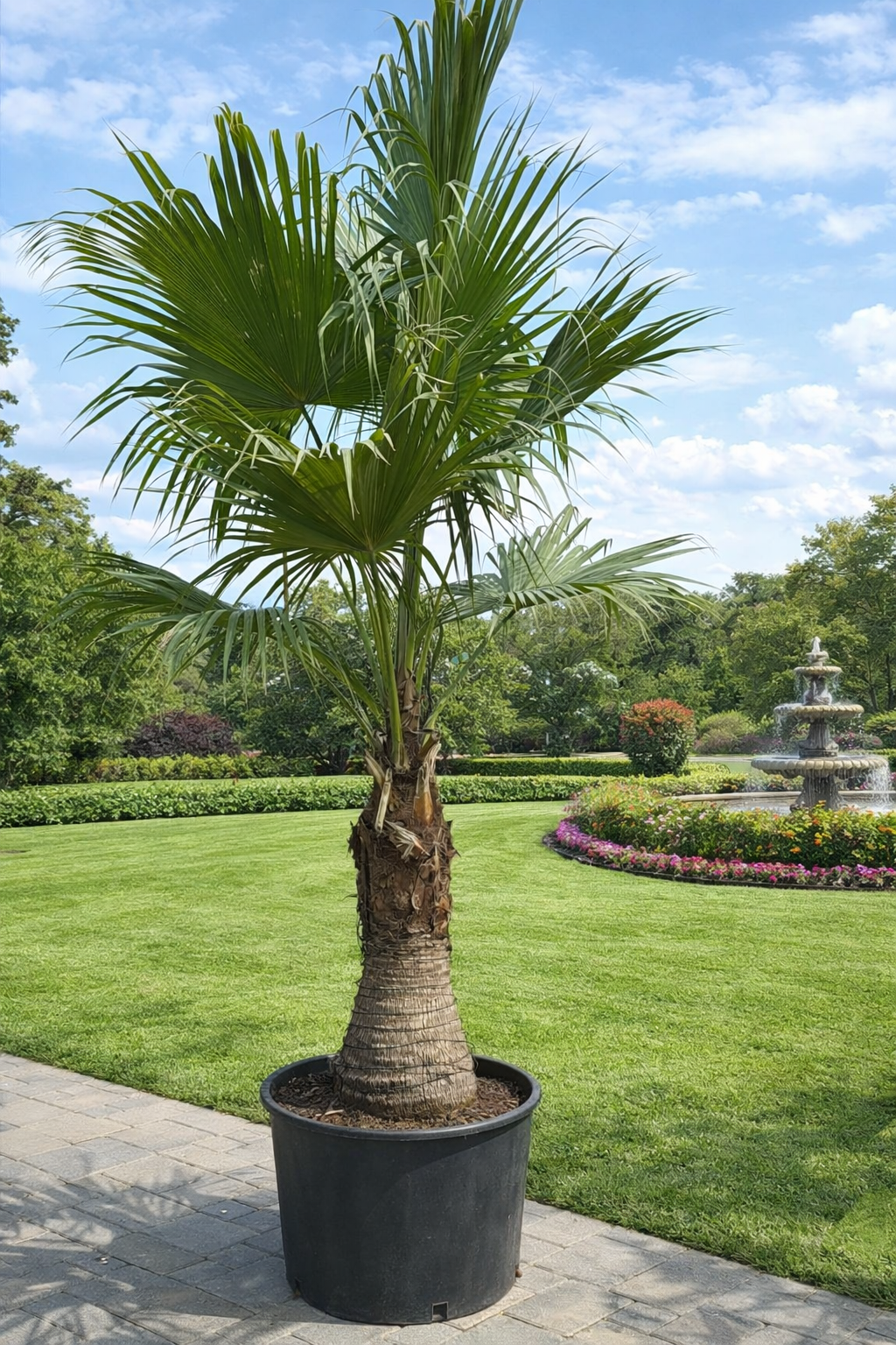 Livistona Palm 2.8-3M - Nursery Pot