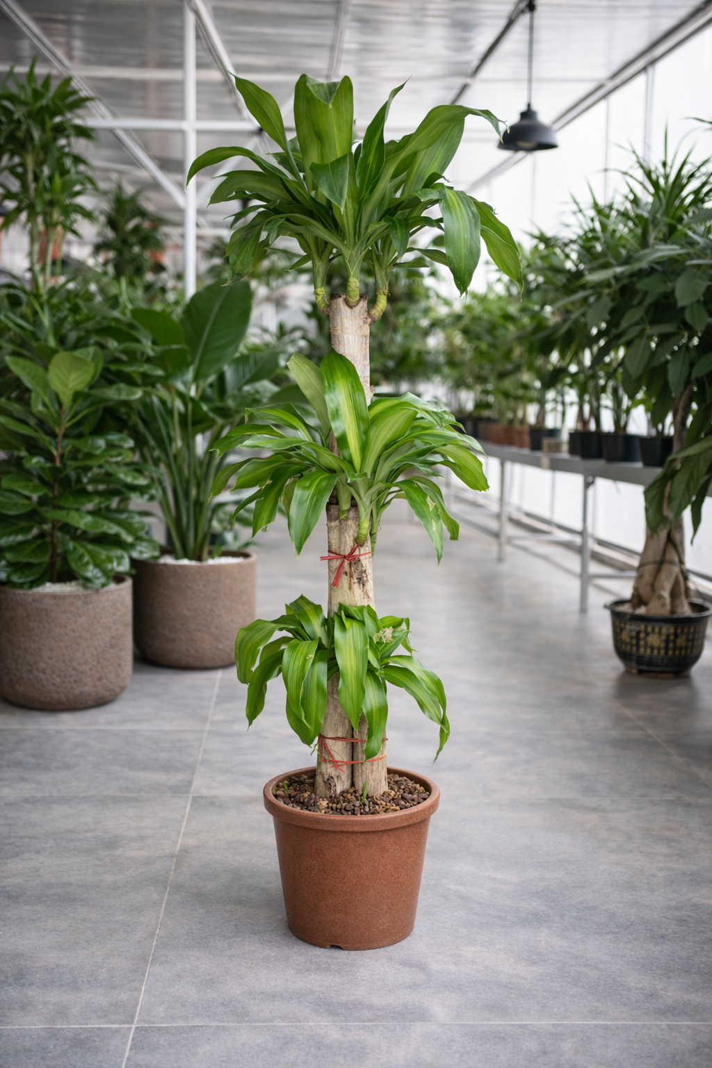 Dracena - Nursery Pot - Holland Premium Quality