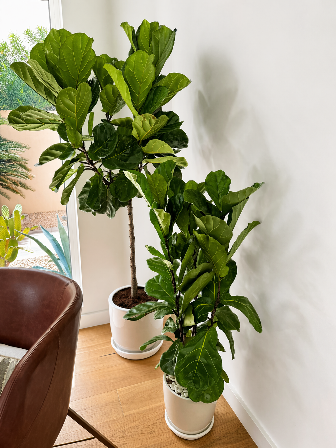 Fiddle Plant Bundle - Ceramic Pots