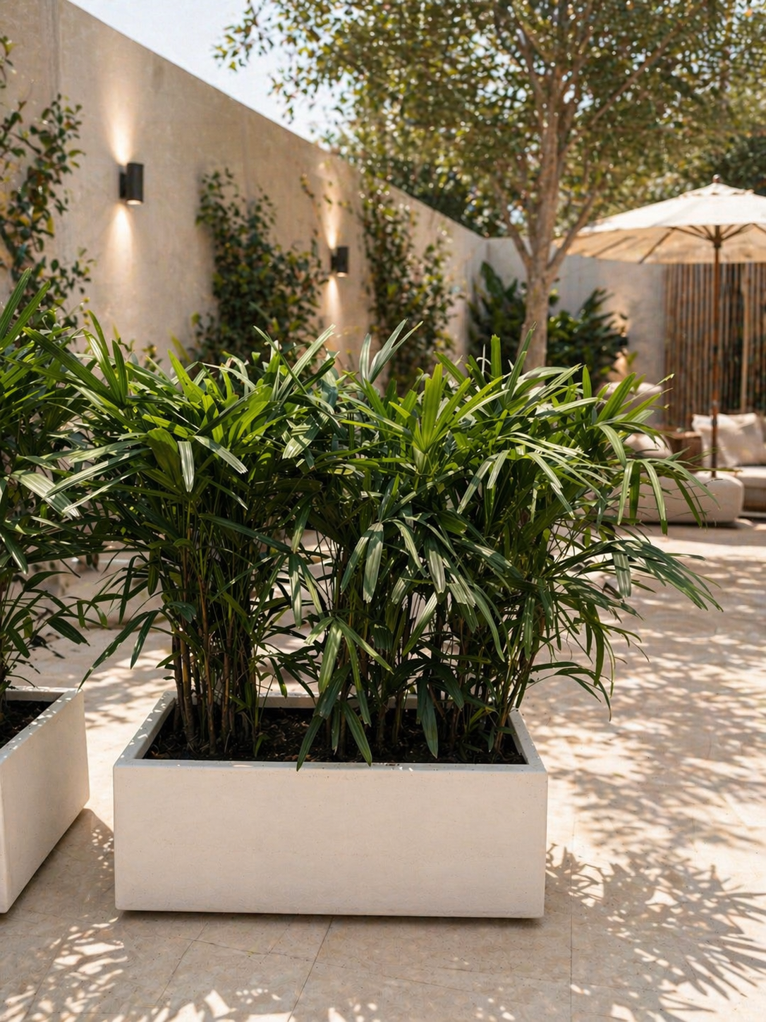 Lady Palm Raphis Arrangement
