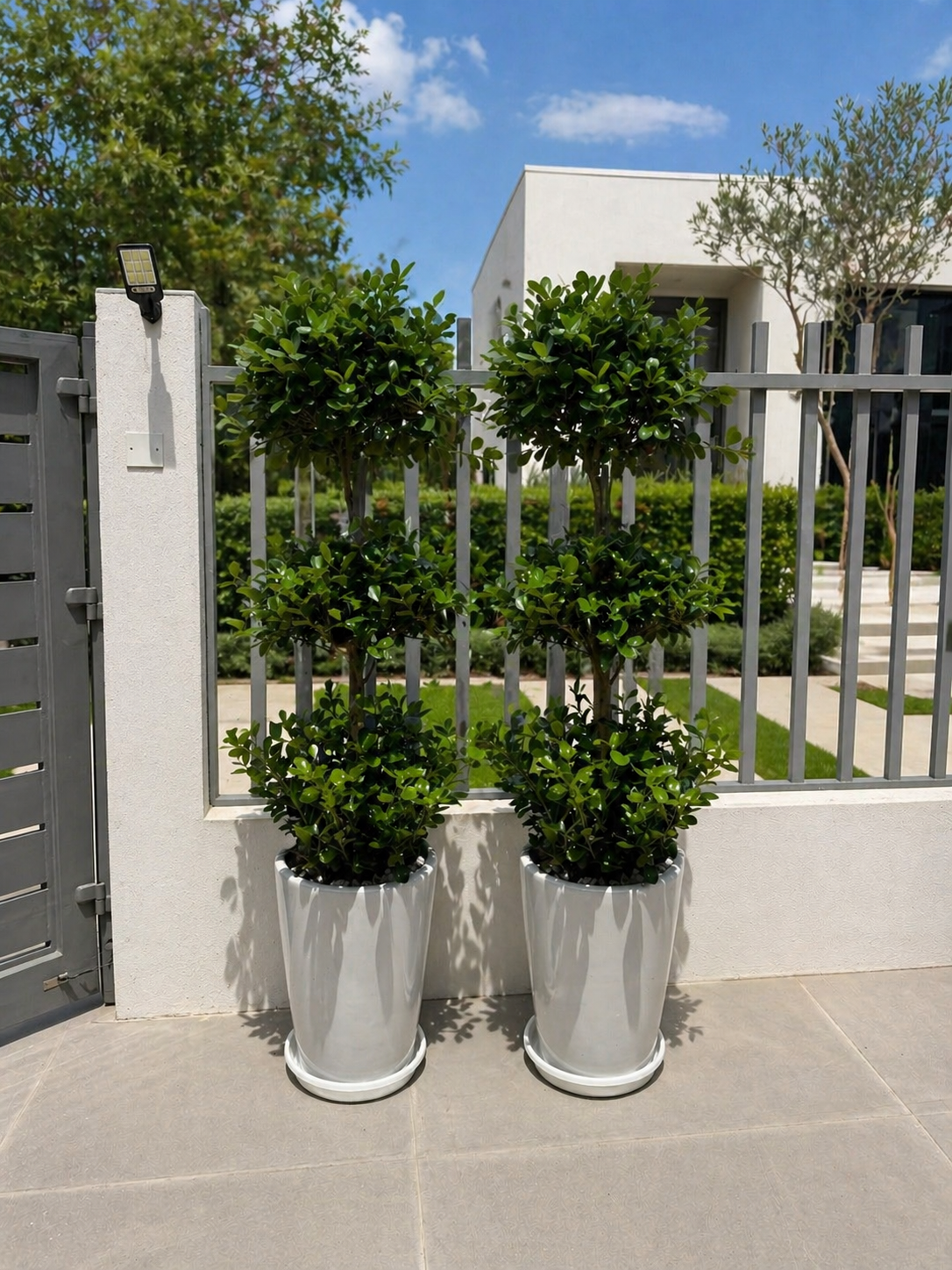 3 Step Ficus Bundle - Ceramic Potted