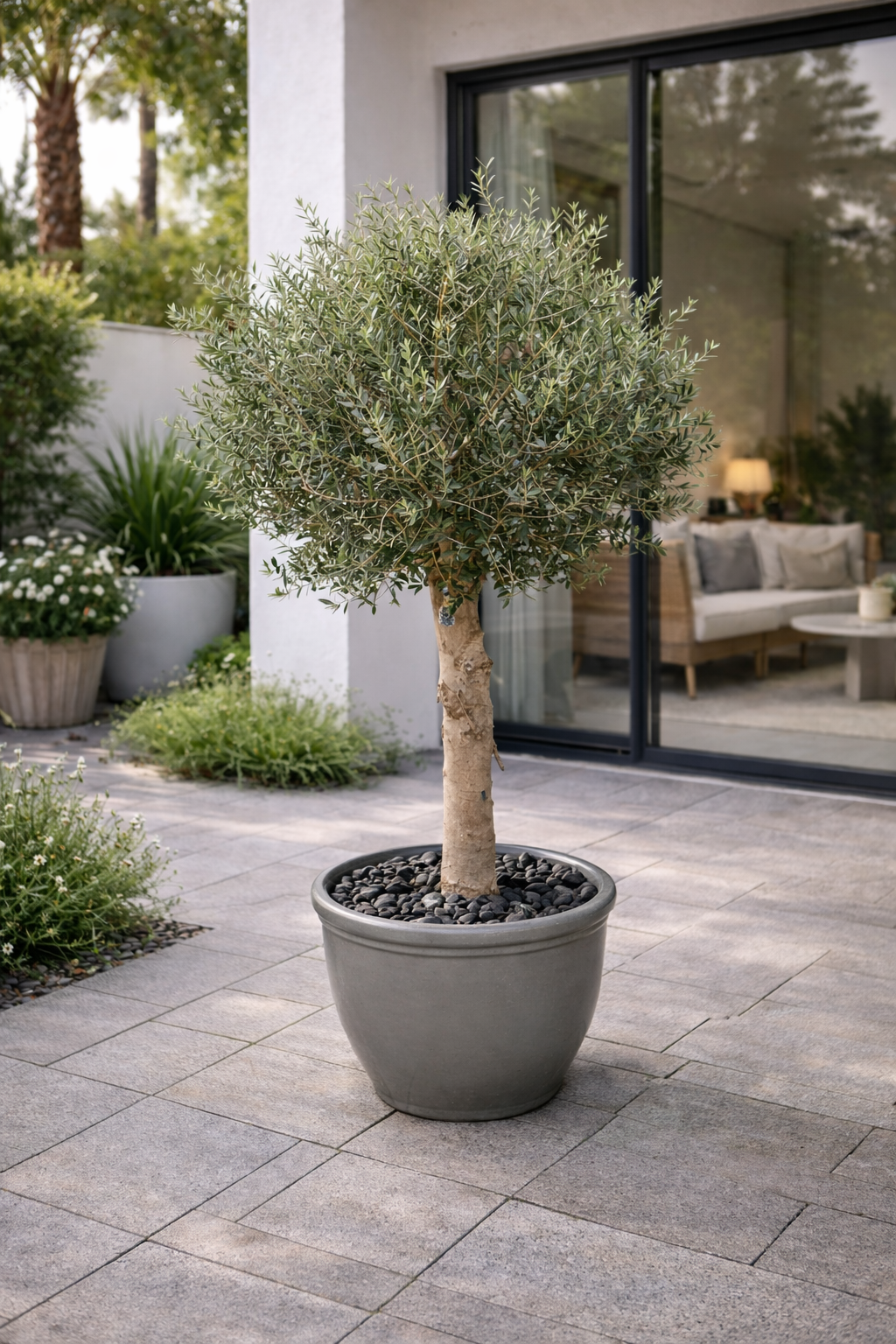 Olive Tree - Terracotta Potted