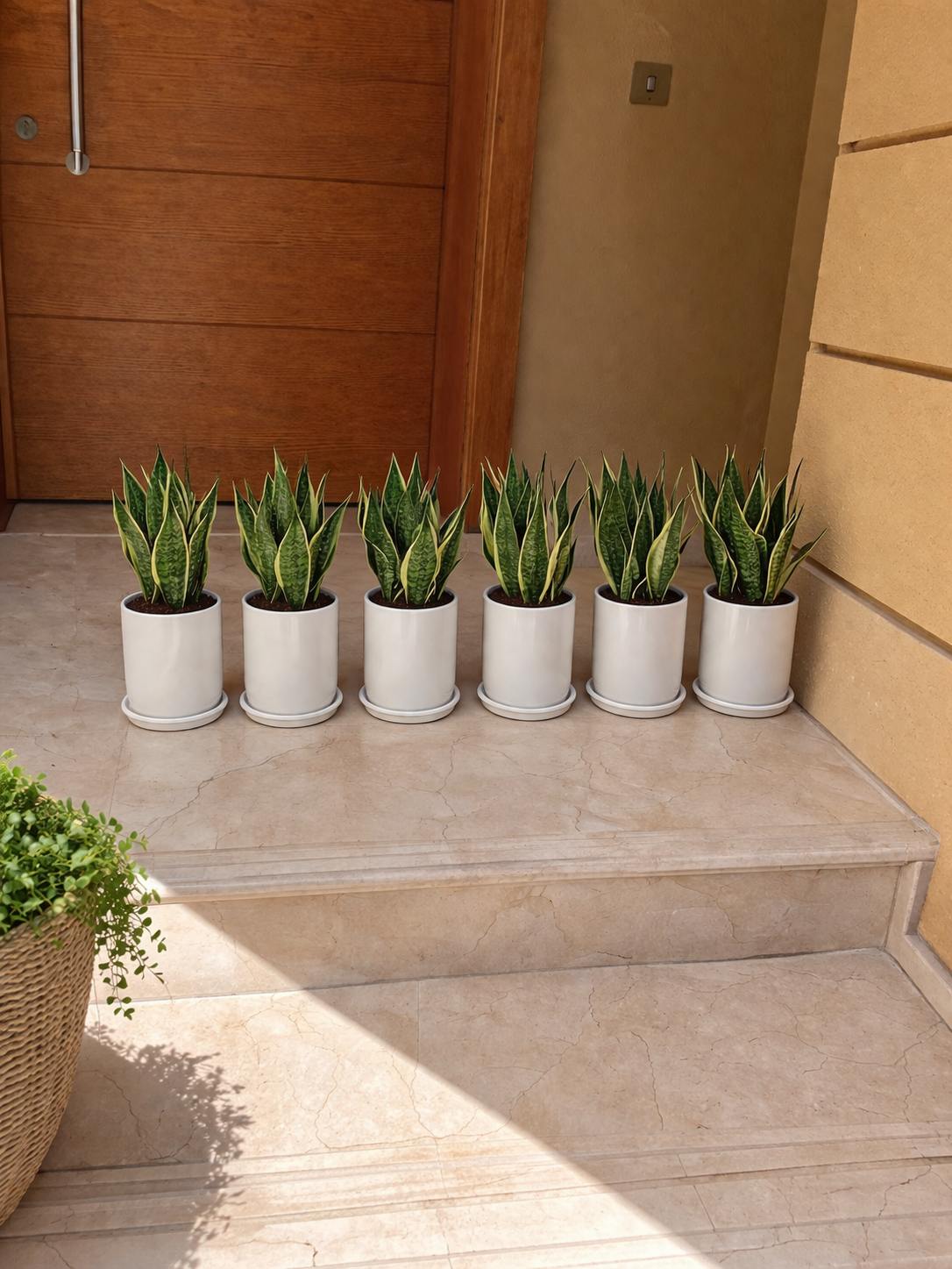 Bushy Snake Bundle of 6 - Ceramic Pots