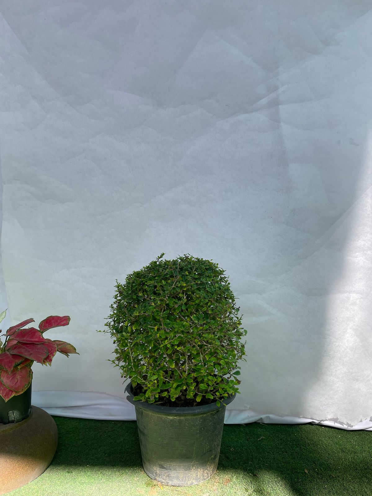Clerodendrum inerme Ball Shape Medium