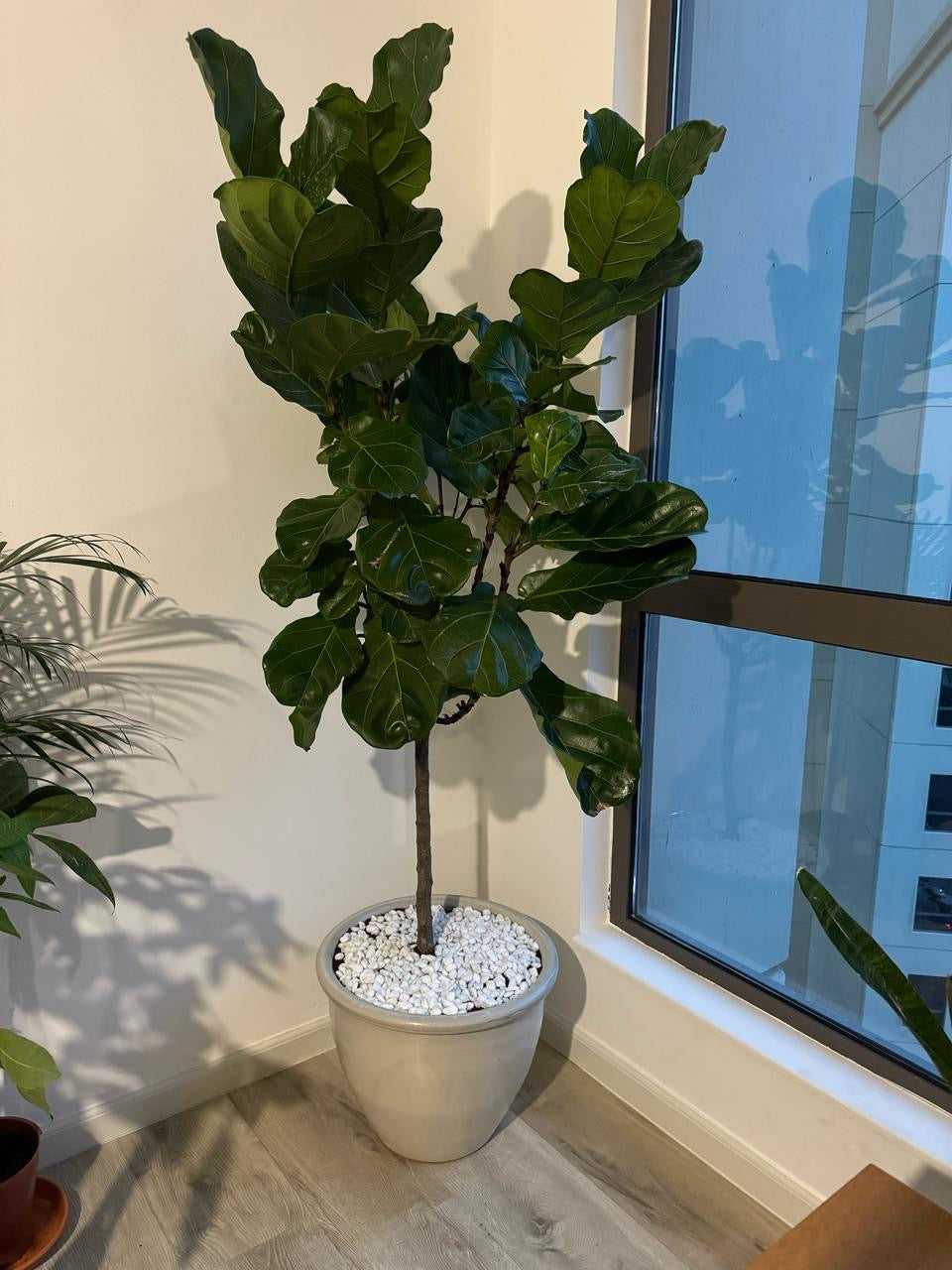 Fiddle Tree - Terrcotta Pot