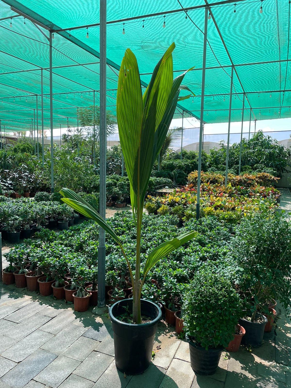 coconut palm potted Tall Coconut Palm