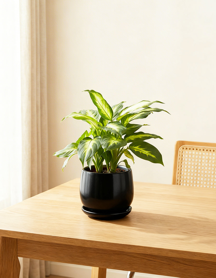 Diffenbachia Table Top