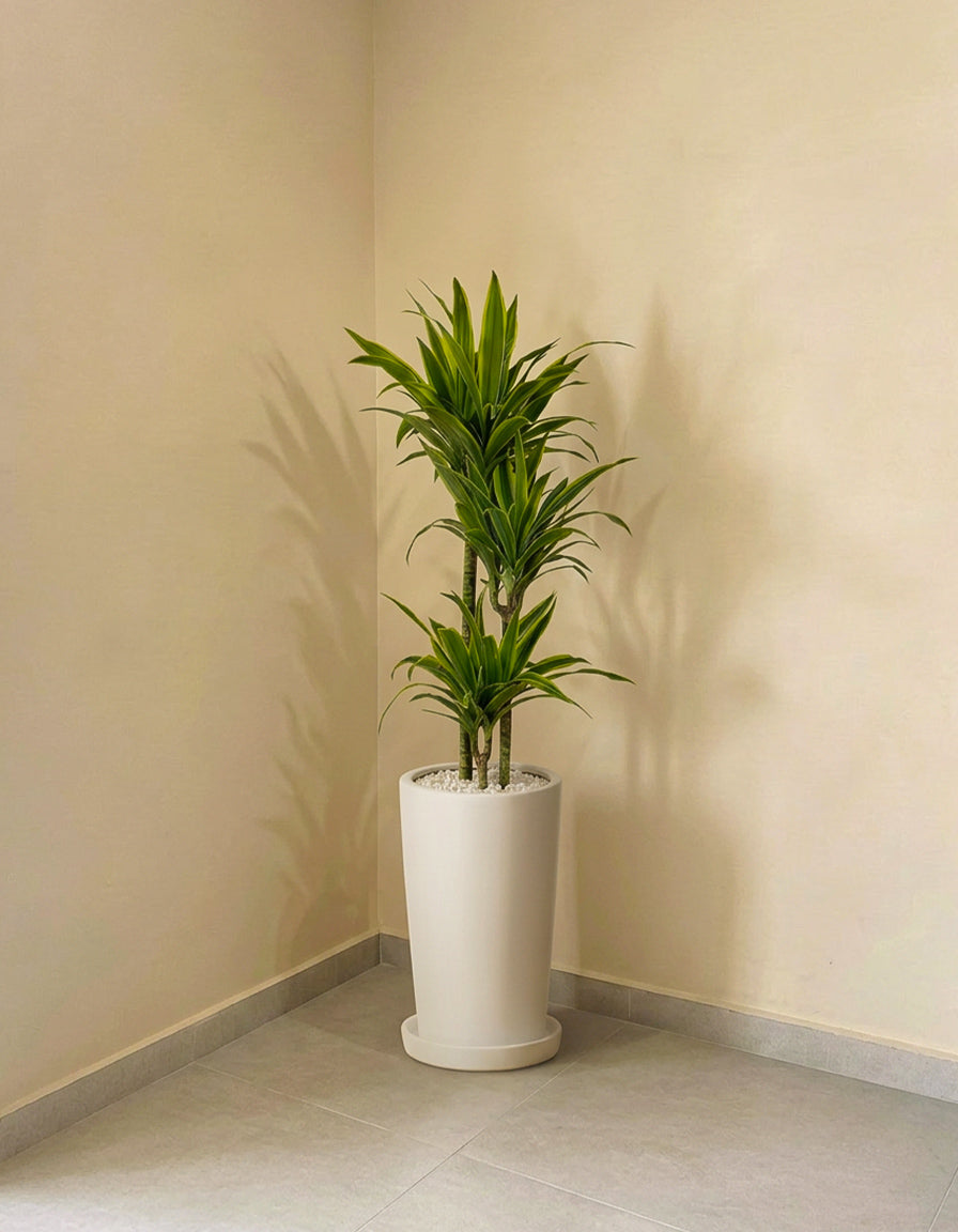 Dracena - Lemon Lime