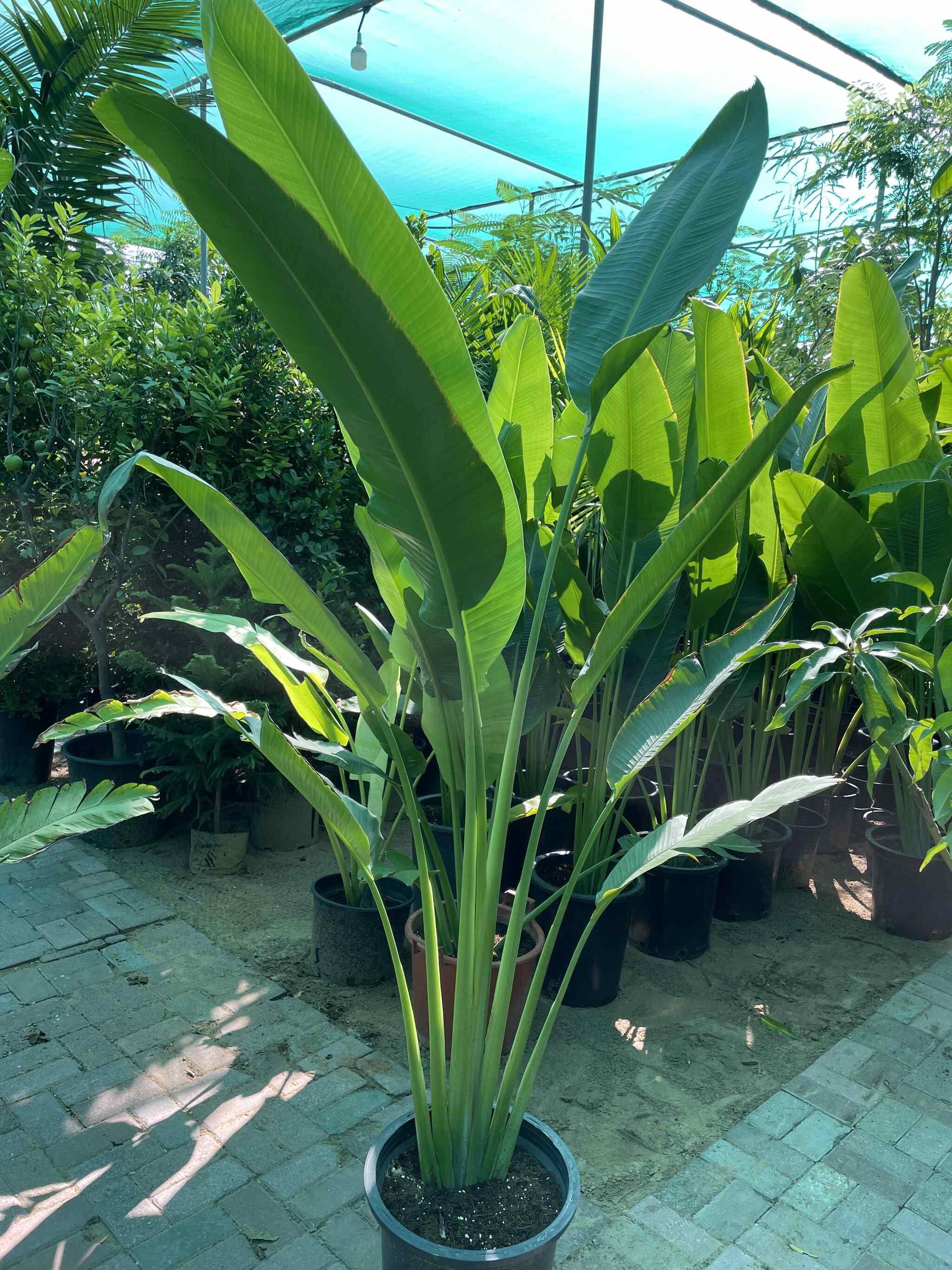 Travelers Palm - PROMOTION