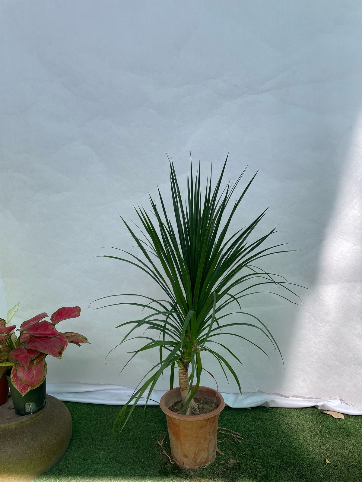 Yucca Single Stem