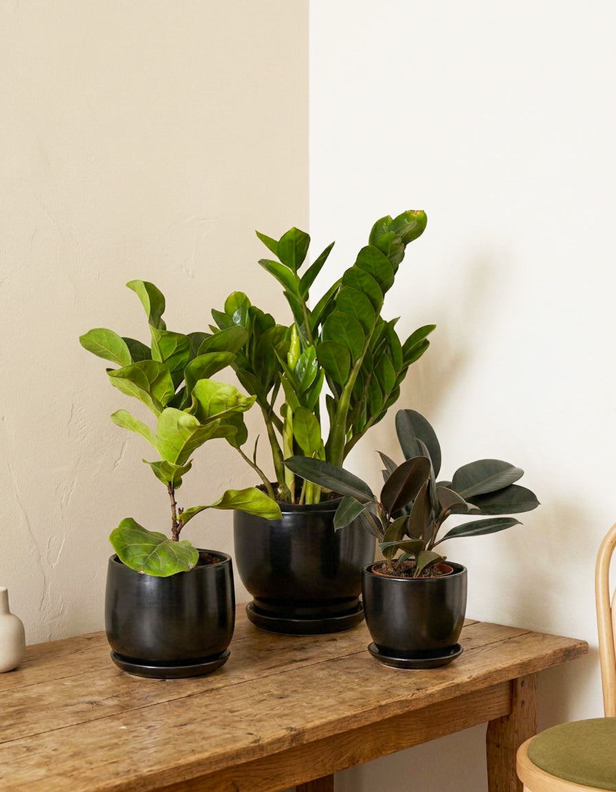 Easy Care - Air Purifiers - Bundle of 3