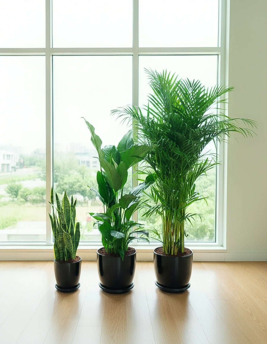 Easy Care 3 Plants Bundle - Short Ceramic Pots