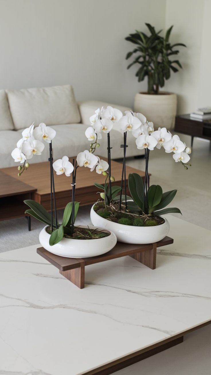 Orchid Arrangement Bundle of Two - Ceramic Pot