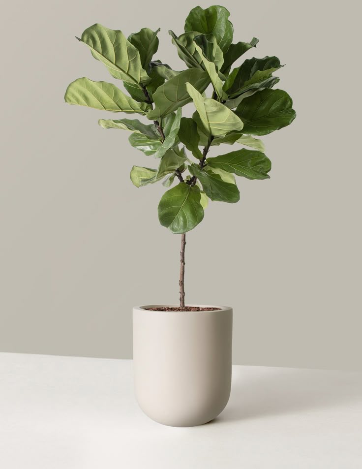 Fiddle Tree - Fiber Pot