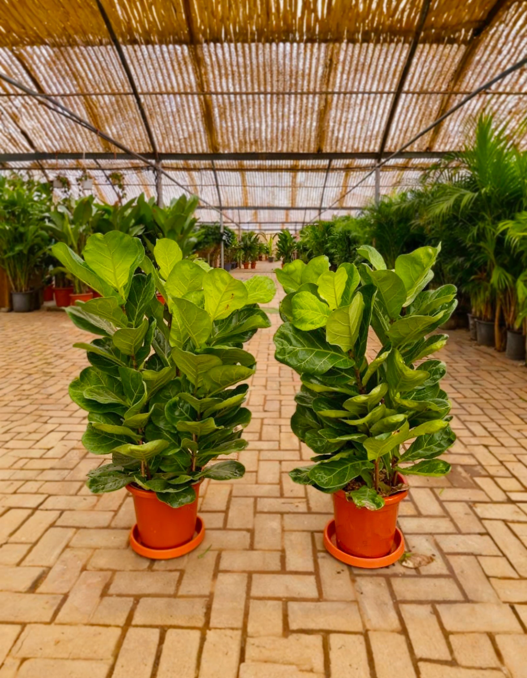 Fiddle leaf fig Each - Promotion