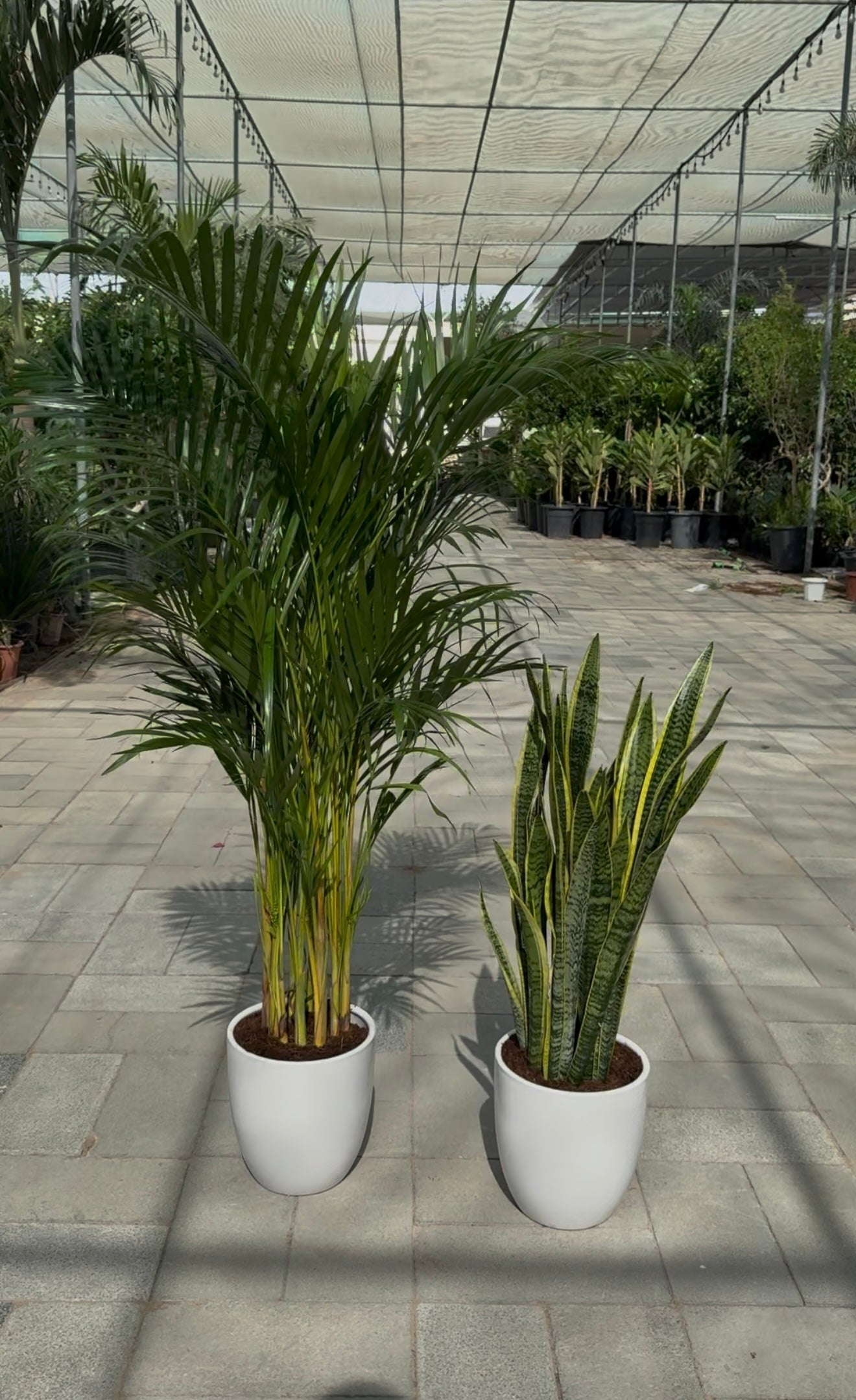 Areca & Snake - Promotion