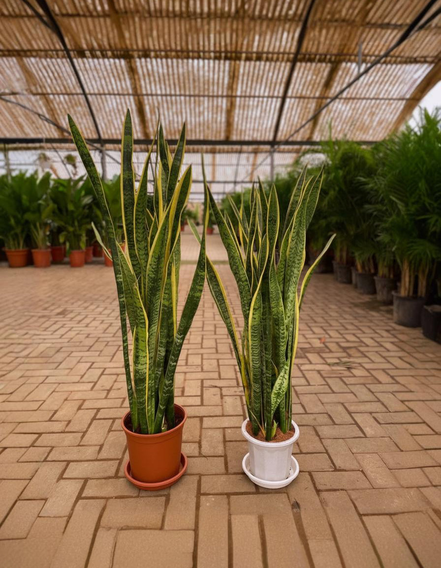 garden snake plant Giant Snake Plant