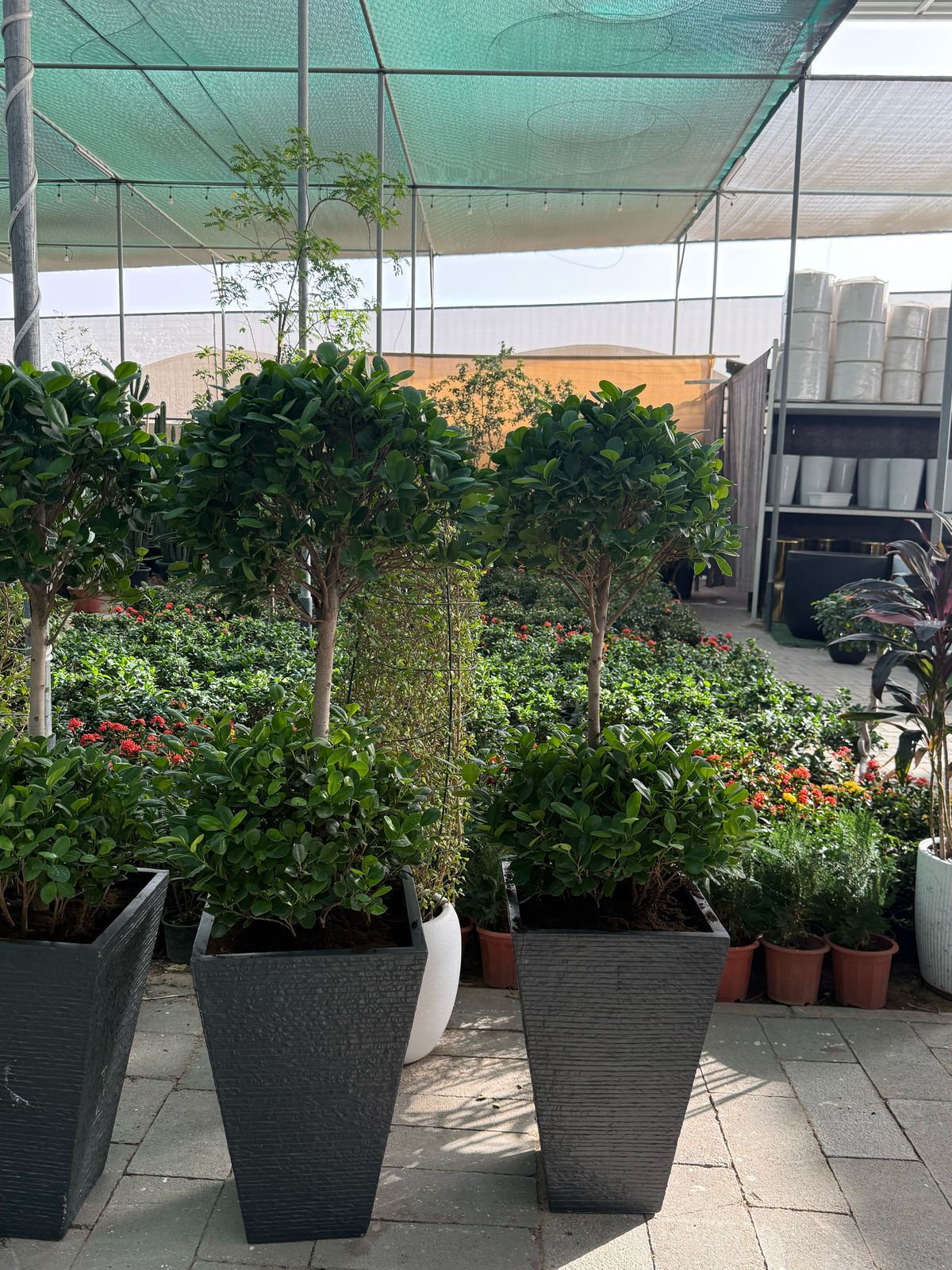 Double Head Ficus -