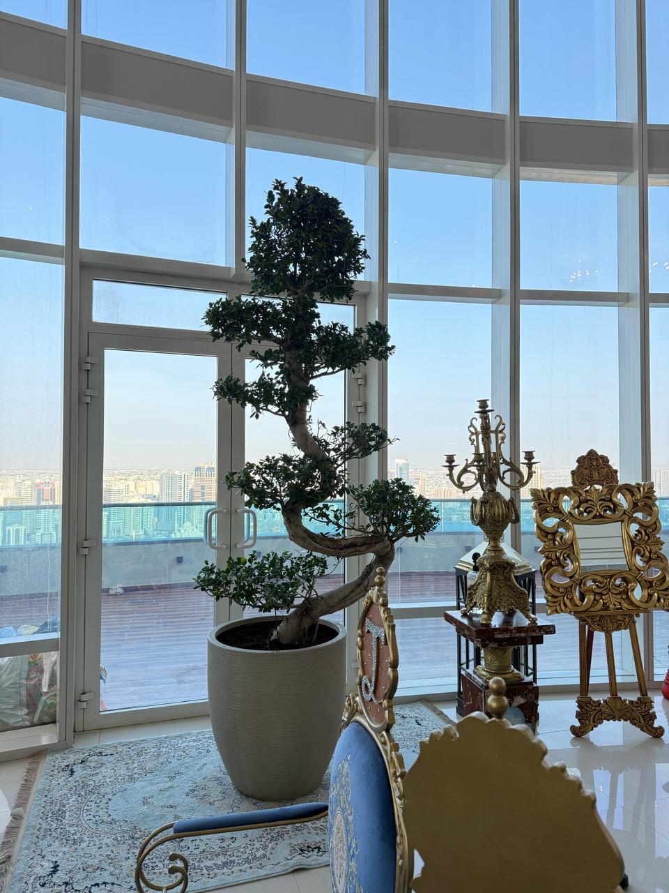 Giant Bonsai Tree - S Shape - Potted