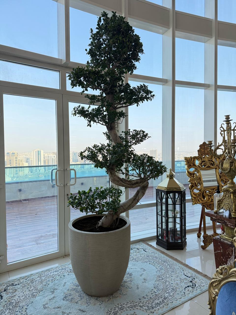 Giant Bonsai Tree - S Shape - Potted