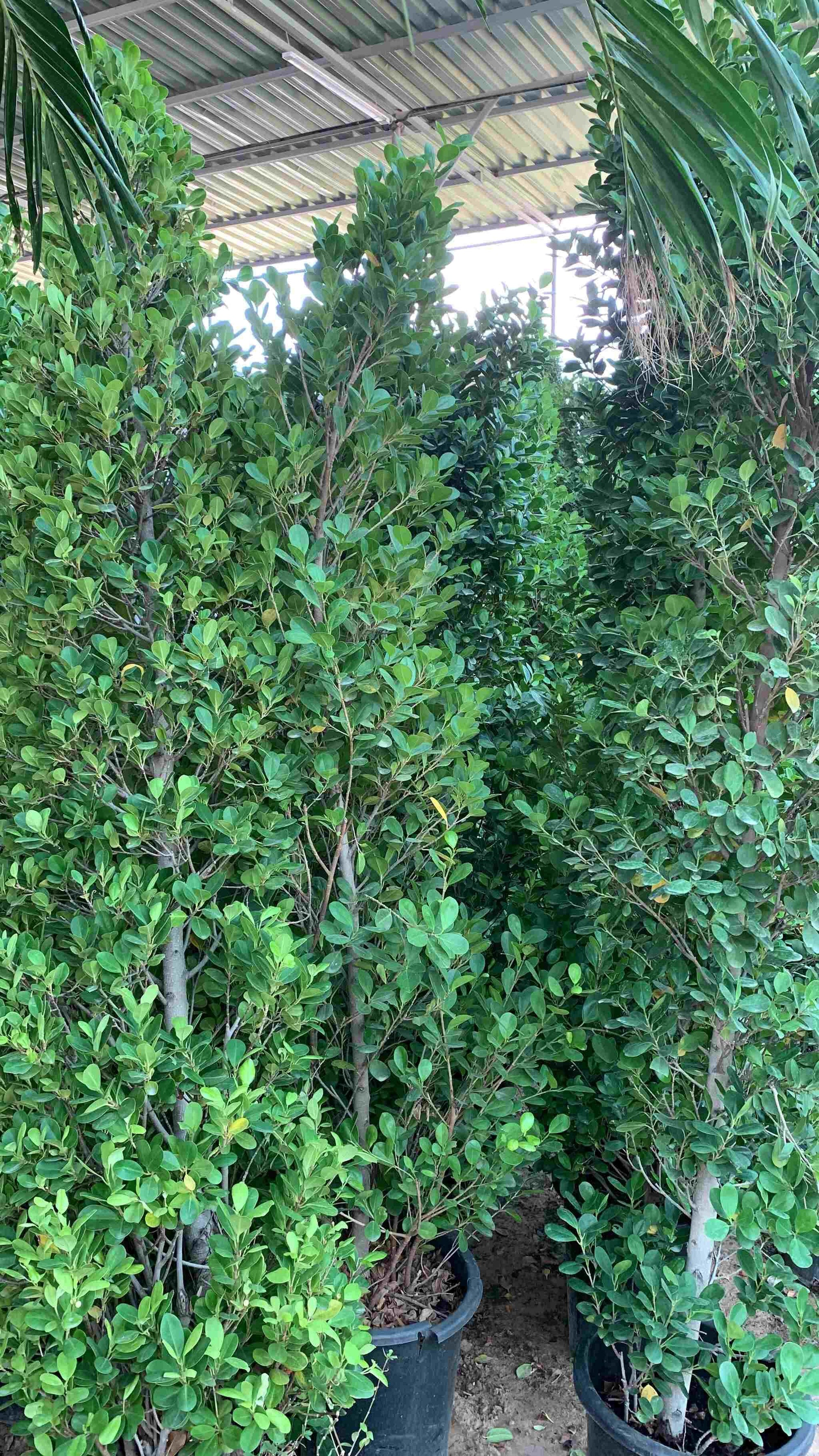 Cone Ficus - 1.5 - 3.5M