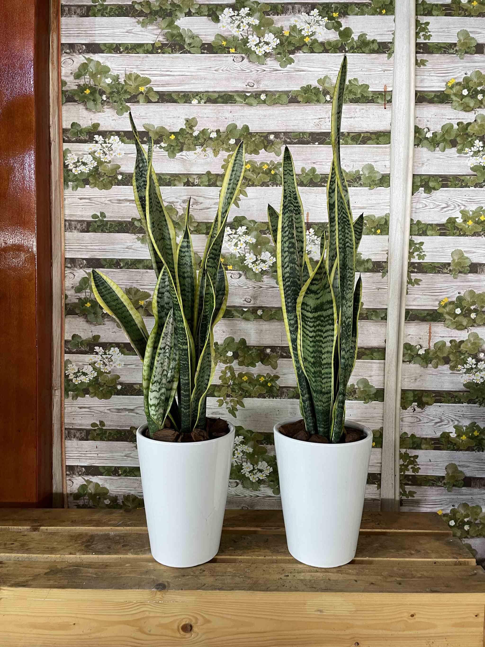 snake plant ceramic pot Snake Plant Bundle Ceramic Pot – Silver Garden