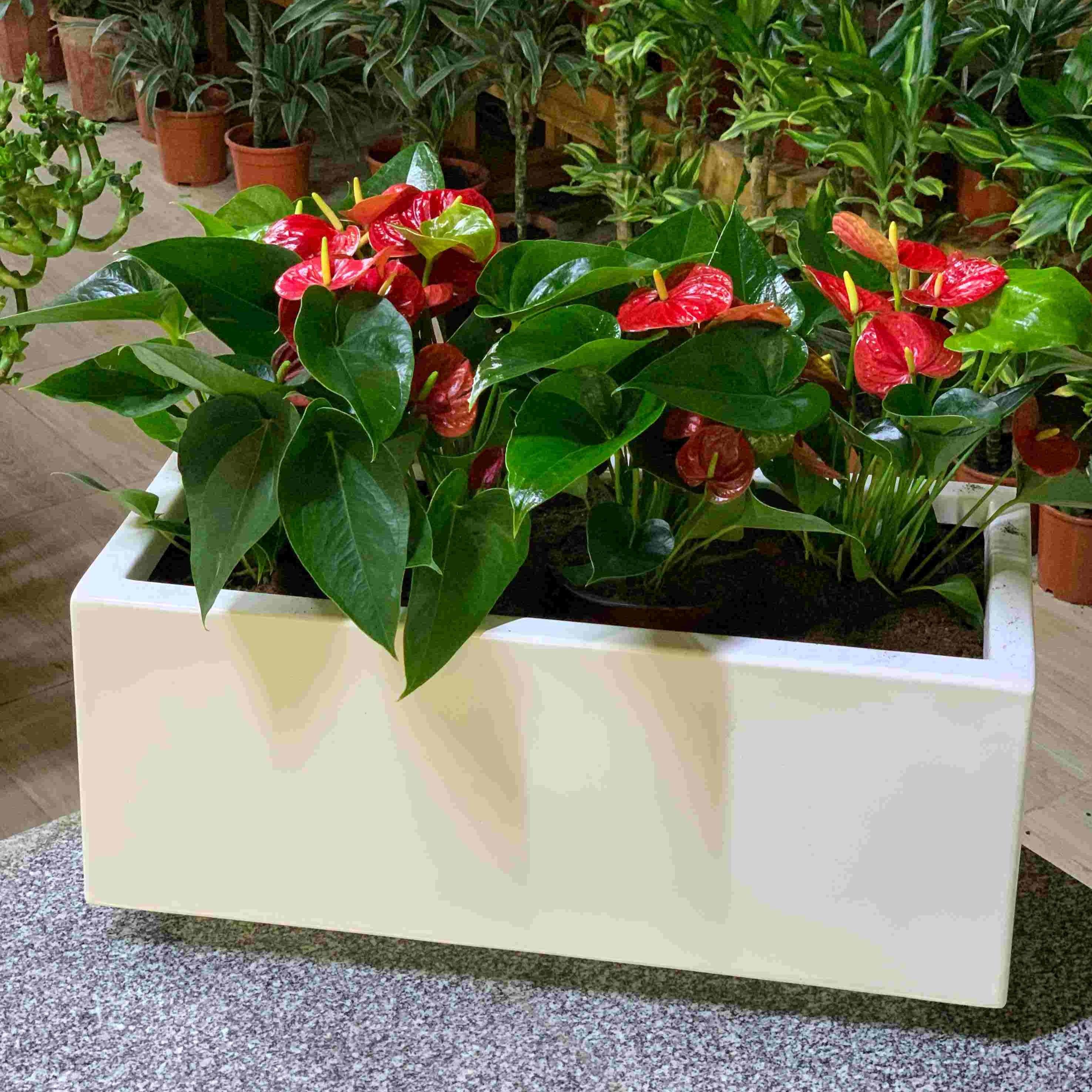 planter anthurium 4 Anthurium in Rectangle Pot – Silver Garden
