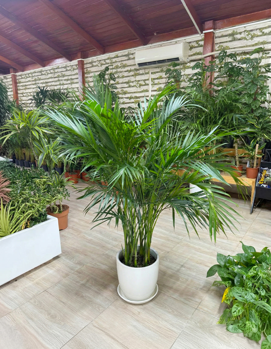 Kentia Palm - Potted