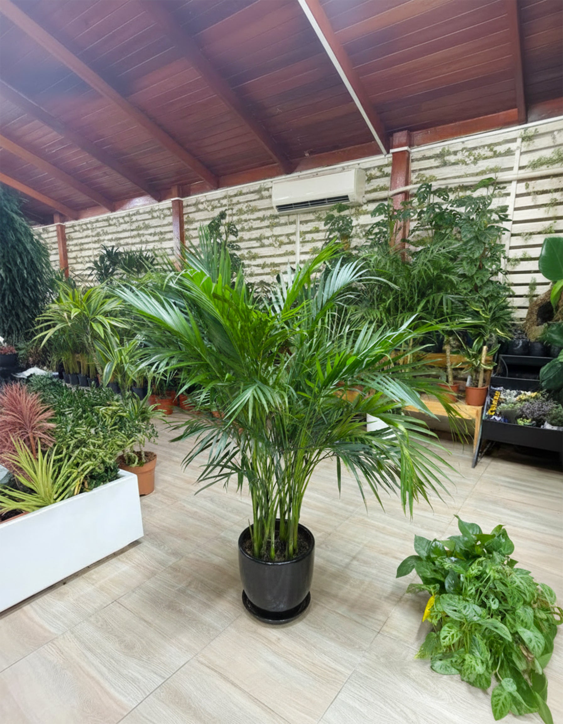 Kentia Palm - Potted