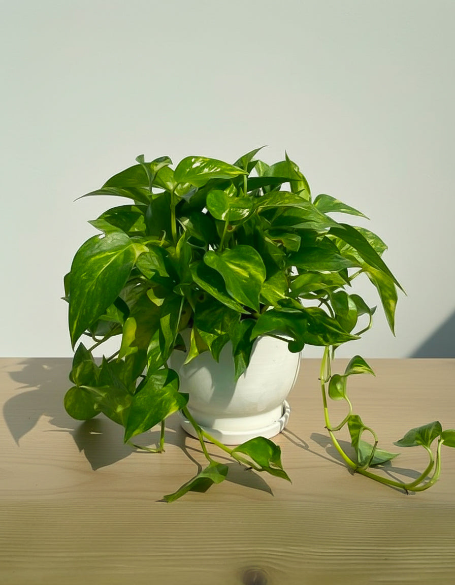 Money Plant - Ceramic Pot