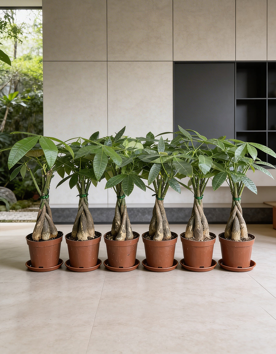 Money Plant - EACH