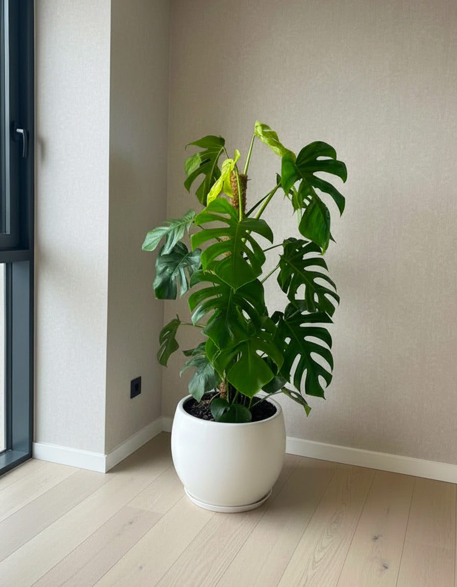 Monstera Large - Round Fiber Pot