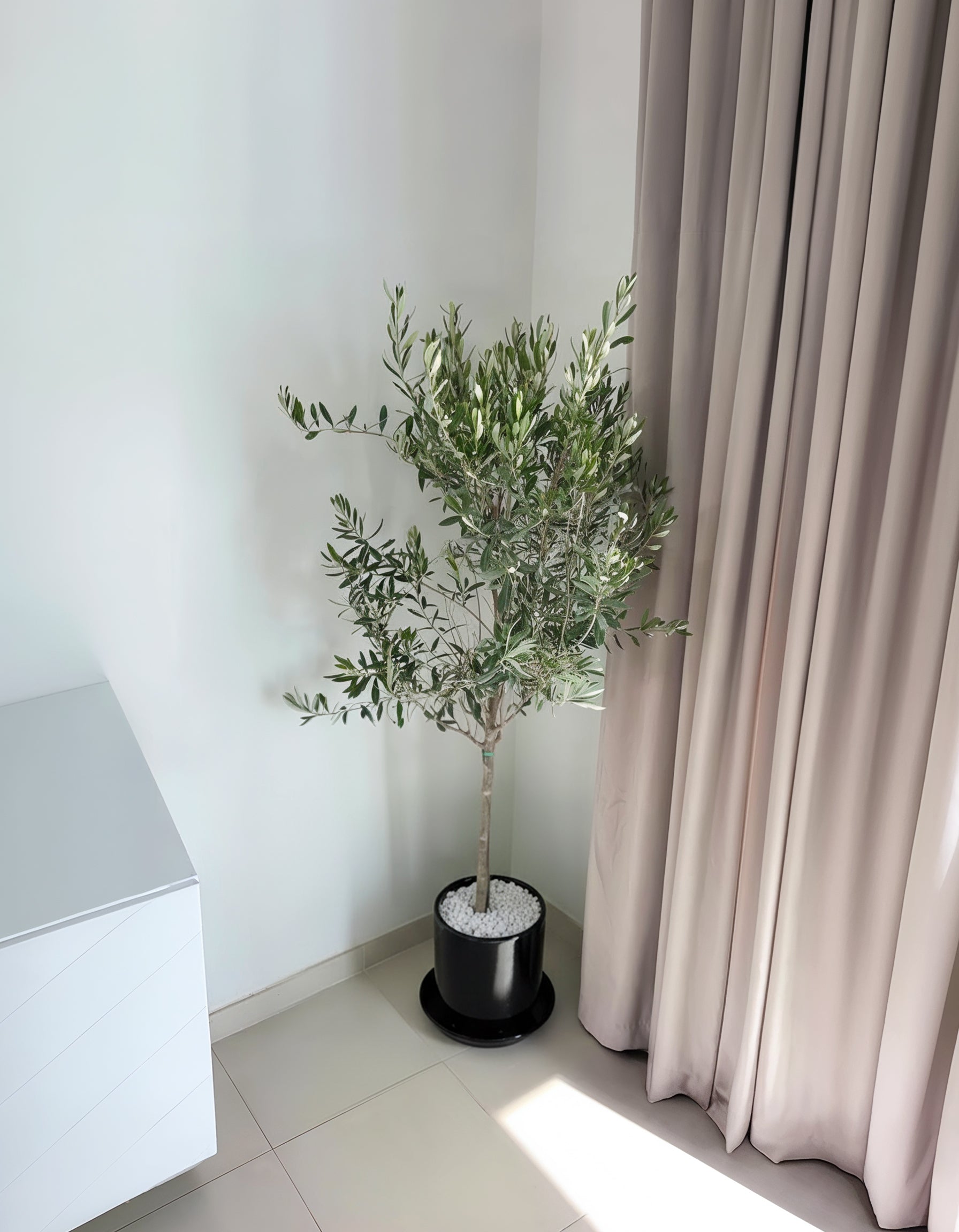 Olive Tree - Promotion