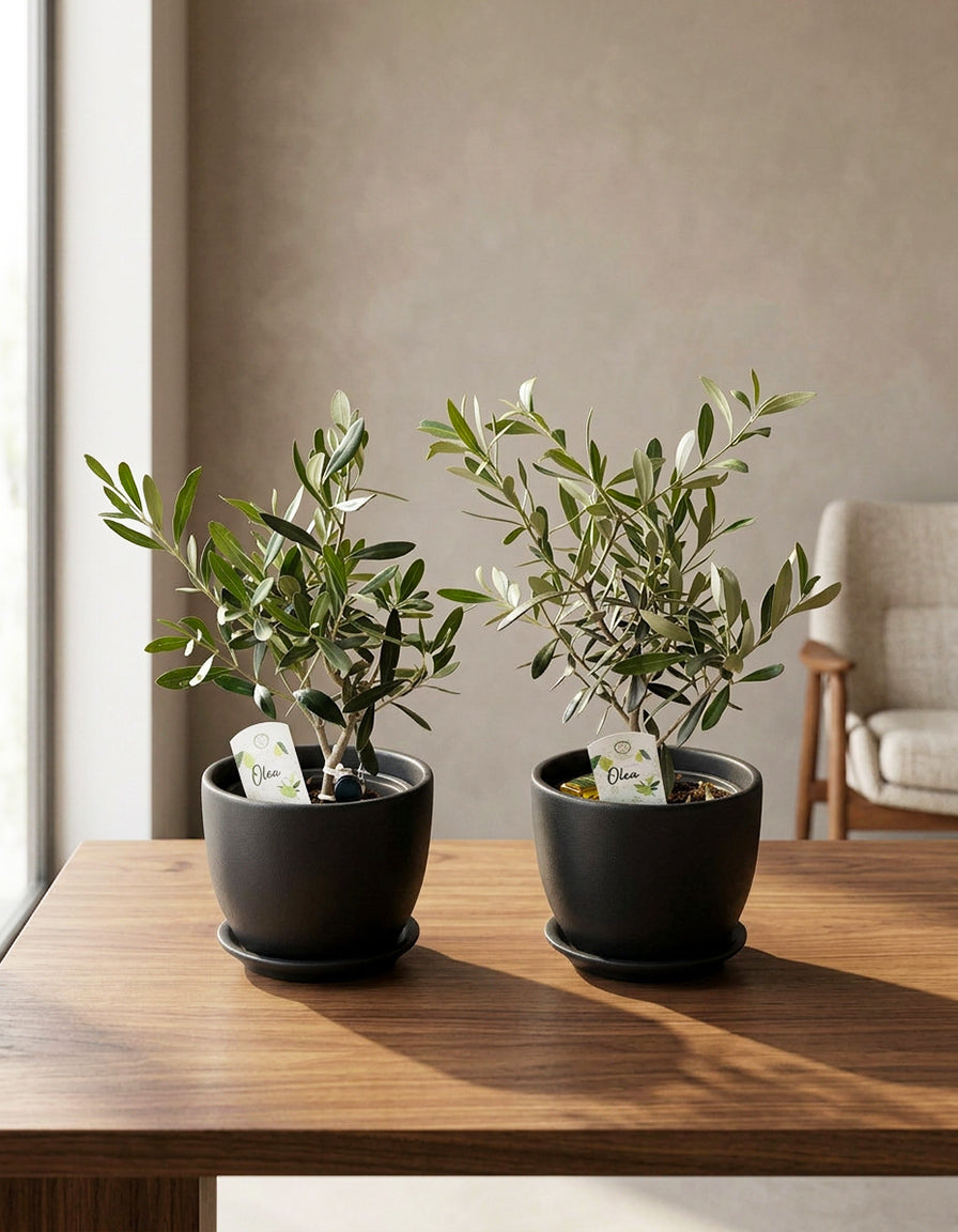 Olive Table Set