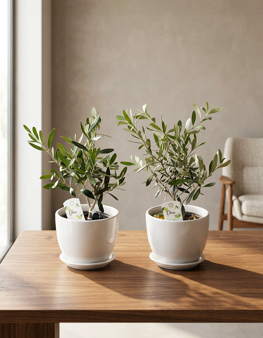 Olive Table Set